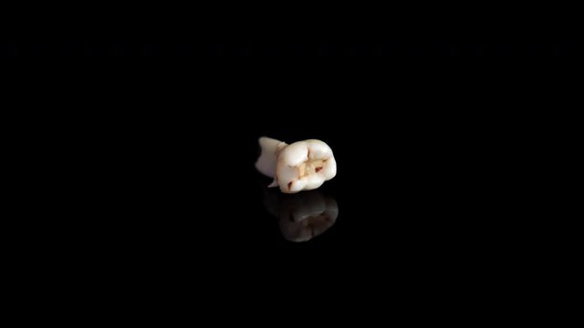 Pulled out baby tooth on a black background. Extracted tooth isolated on black. Closeup