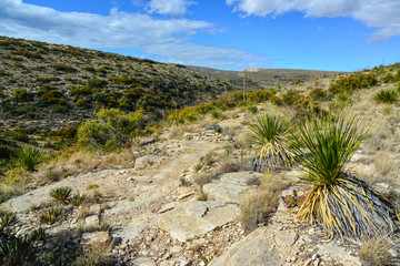 Fototapeta na wymiar Agave, yucca, cacti and desert plants in a mountain valley landscape in New Mexico,