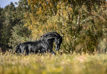 Beautiful black horse. The Friesian stallion gallops in the autumn meadow in the sun © agnieszka