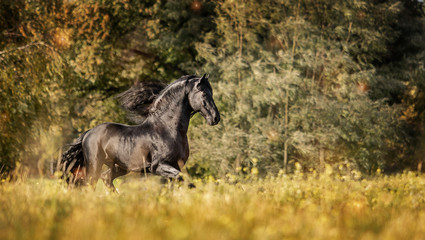Beautiful black horse. The Friesian stallion gallops in the autumn meadow in the sun © agnieszka