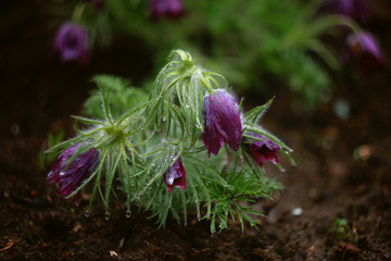 Flowers of sleep-grass after rain