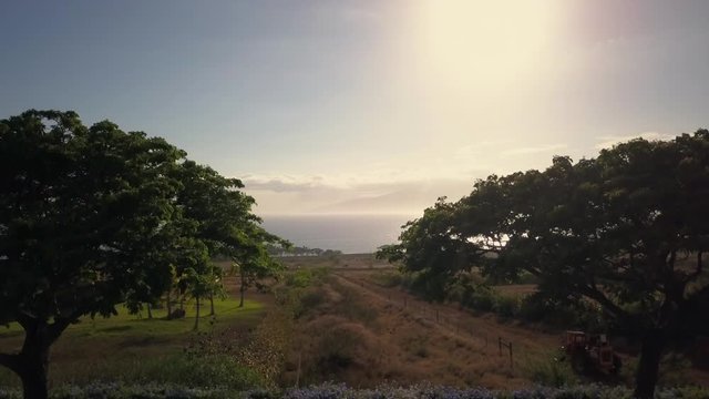 Rising up between two Poinciana Trees, revealing the sun reflecting on the pacific ocean, Hawaii aerial