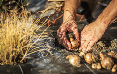 Male Gardener Placing Flower Bulbs In Ground.