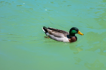 duck swimming in a river, family of ducks swimming together and looking for food
