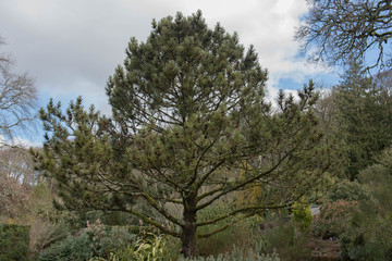 Green Foliage and Cones off Evergreen Coniferous Heldreich's Pine or Bosnian Pine Tree (Pinus heldreichii) Growing in a Garden in Rural England, UK
