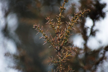 branches of a tree