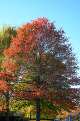 Beautiful tree in autumn colors at Manchester UK