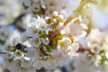 flowering trees and bees on background of blue sky. white Blossoming, blooming branches of cherry tree.  blurred background
