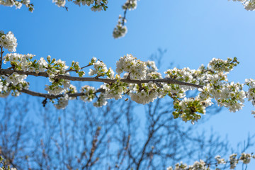 flowering trees and bees on background of blue sky. white Blossoming, blooming branches of cherry tree.  blurred background