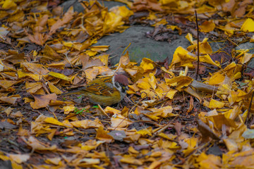 Obraz premium 秋の紅葉とすずめのイメージ