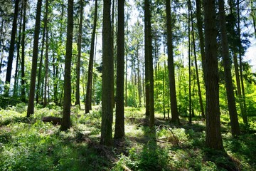 Fototapeta na wymiar Waldlichtung