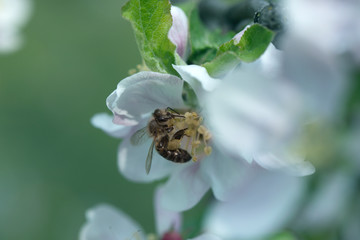 Bee picking pollen from apple flower