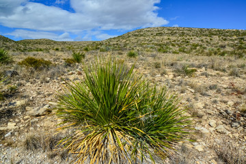 Agave, yucca, cacti and desert plants in a mountain valley landscape in New Mexico,