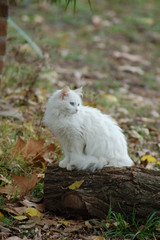 Naklejka na ściany i meble Gato branco sobre o tronco no outono