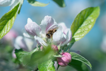 Bee picking pollen from apple flower