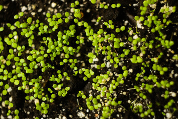 Microgreen farm at home. Sprouts pattern. Healthy eating. Superfood concept 