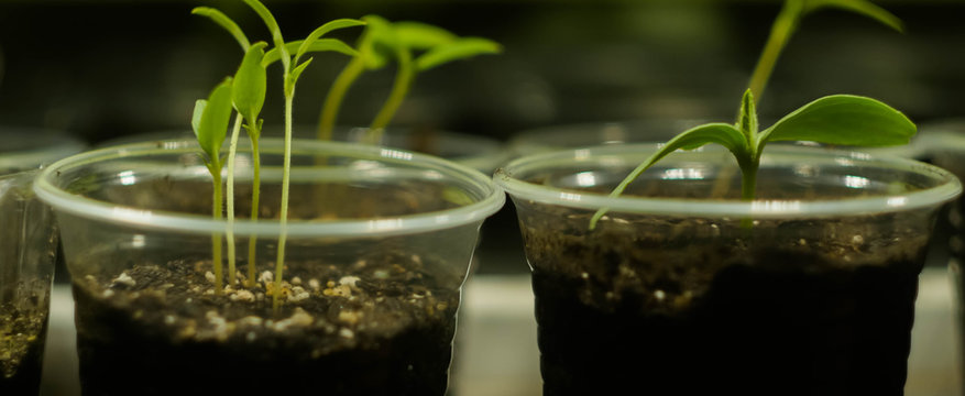 Microgreen farm at home. Sprouts in plastic cups. Home gardening banner. Healthy eating. Superfood concept. © Alona
