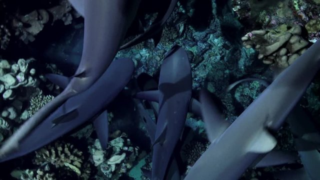 Sharks hunting at night on coral reef. Sharks cruising in close up all over ender the camera
