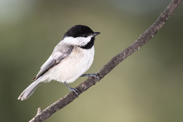 Fototapeta premium Carolina Chickadee Perched on a Slender Branch