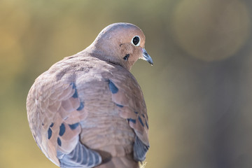 Profile of a Mourning Dove Perched on a Branch