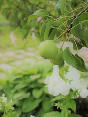 Growing healthy food, farming, gardening concept.Beautiful summer fruit background.Green pear on the branch of the tree in garden.Fruit harvest with Instagram style filtered photo.Place for text.