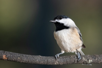 Carolina Chickadee Perched Delicately on a Slender Branch