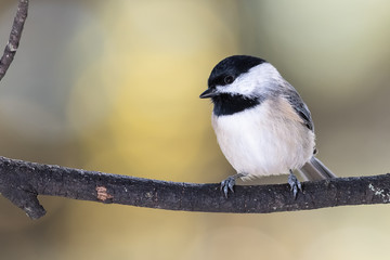 Naklejka premium Carolina Chickadee Perched Delicately on a Slender Branch