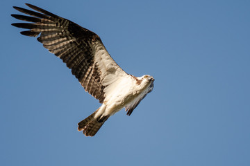 Lone Osprey Flying in a Blue Sky