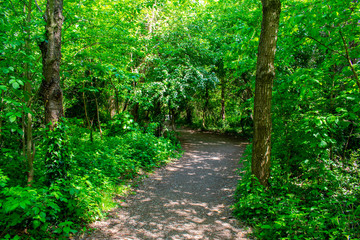 Obraz premium Footpath in deep shadow forest, sunshine over trees in Cave Hill Country Park, Belfast, Northern Ireland 