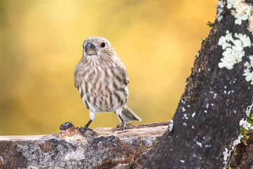 House Finch Perched on an Autumn Branch