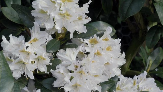 White Rhododendron is a genus of 1,024 species of woody plants in the heath family shot in 4K  50FPS