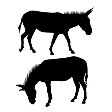 Set of silhouettes of two mules in black on a white background. Vector illustration of donkeys standing in different poses. Side view, in profile, full face. Image for eco banner, farm animals, zoo.