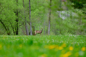 beautiful pregnant deer in forest meadow