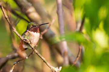 hummingbird on a branch