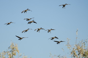 Flock of Canada Geese Coming in for Landing in a Blue Sky