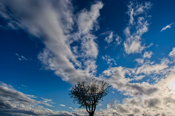 Baum im Himmel
