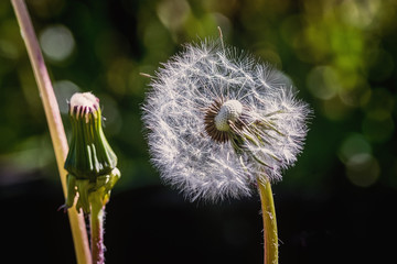 Pusteblume