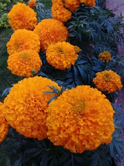 Marigold flowers (Sayapatri flower)