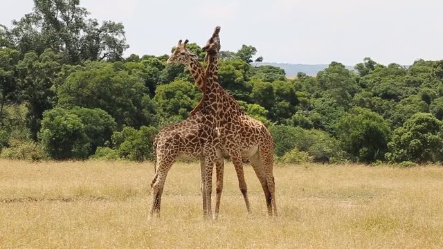 Two Adolescent Giraffes Play Fighting in Maasai Mara National Park, Kenya, East Africa