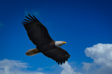 2020-05-03 A LONE BALD EAGLE IN FLIGHT AGAINST A BLUE SKY WITH CLOUDS