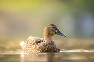 Female mallard duck. Portrait of a duck with reflection in clean lake water causing ripples on water near shore.