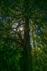 Obraz premium The sunlight trickling through the dense leaves and branches and trees in a dense green forest in the UK countryside