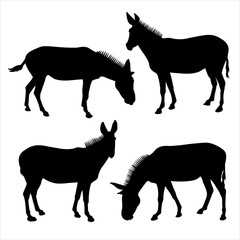 Set of silhouettes of four mules in black on a white background.  Vector illustration of donkeys standing in different poses. Side view, in profile.