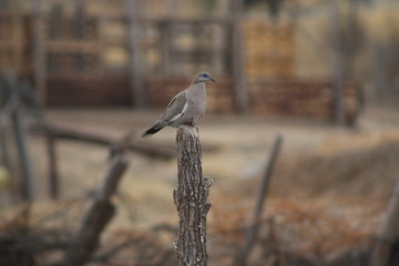 Fototapeta premium grey heron on a fence