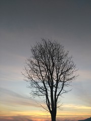 Fototapeta na wymiar lonely tree in sunset !!! 