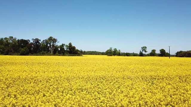 Flying Above Yellow Canola Oil Flower Field Under Clear Blue Sky. Drone Aerial View