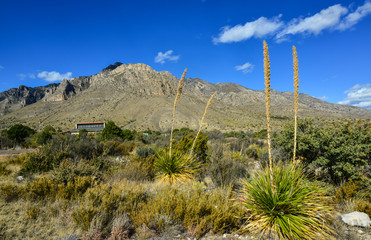 Agave, yucca, cacti and desert plants in a mountain valley landscape in New Mexico,