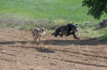 dos perros de la raza galgo compiten en una carrera por el campo