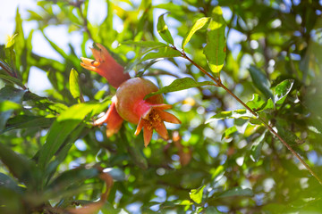 The pomegranate grows on a tree. Red fruit. Green foliage. The sun's rays through the leaves. New crop. Summer day. Healthy food.