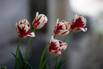 Tulips waiting